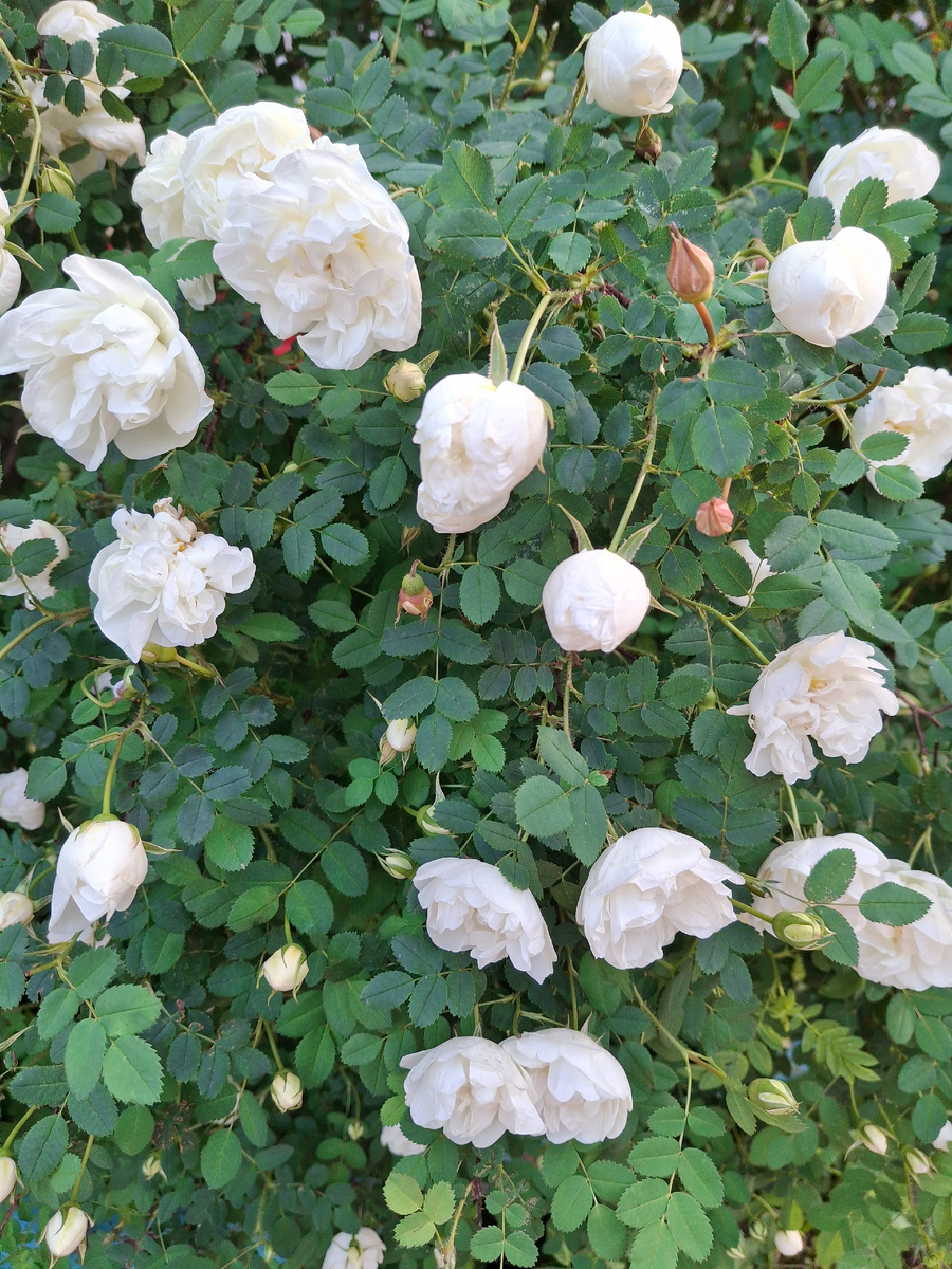 Снова в белых тонах, но уже шиповник.