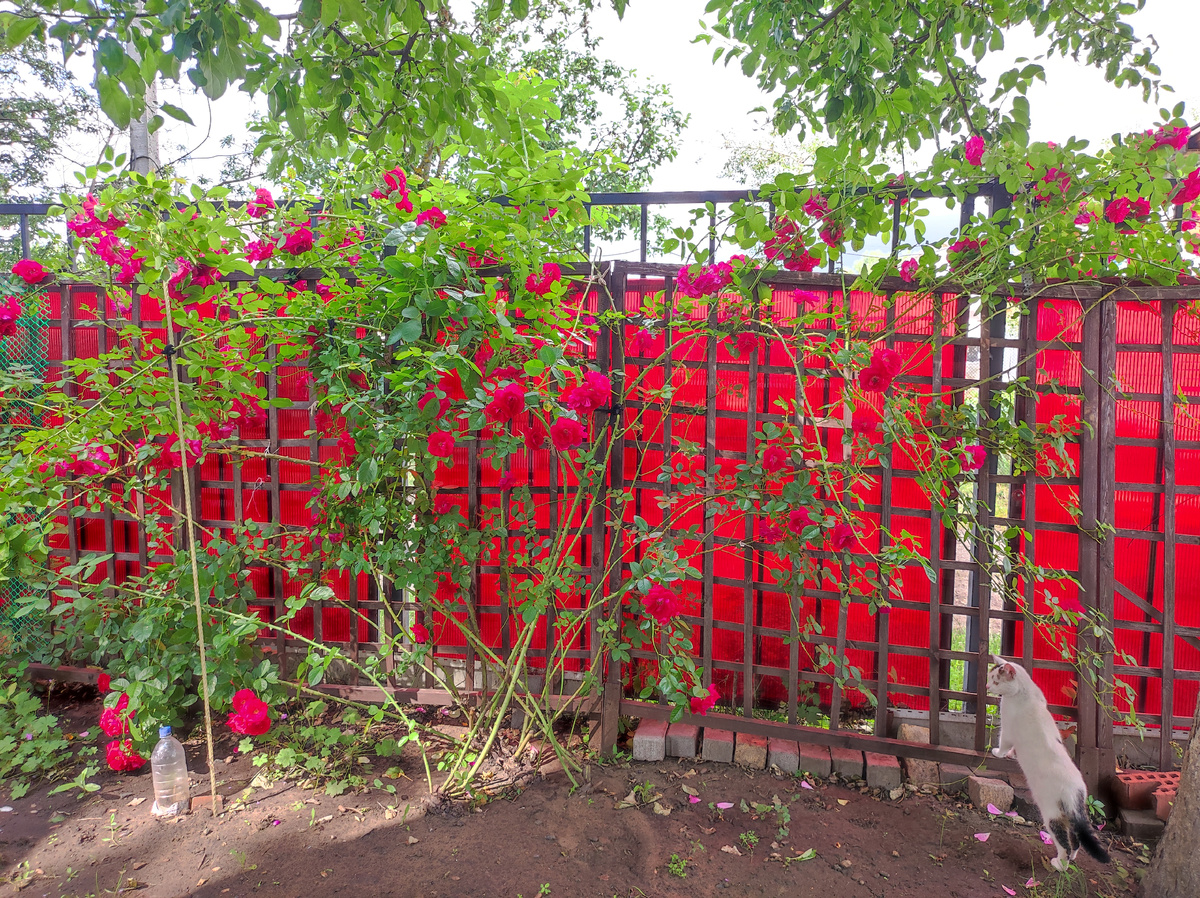 Все хотят солнца и роза Фламентанц тоже. Фото автора.