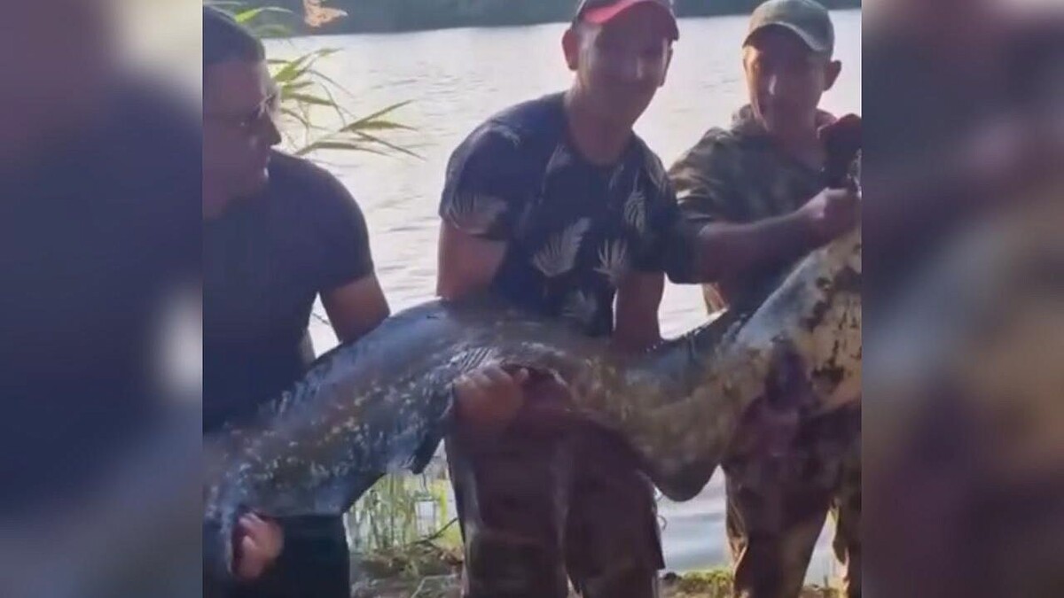    Фото: t.me/gazetarvs