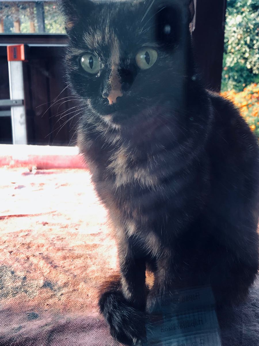 Кошечка Симка, мама Майки. Везде фото автора.