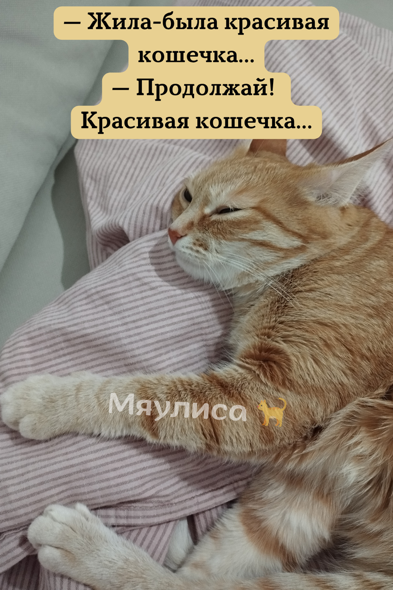 Фото: Я сплю на подушке — автор: Каролина, @Myaulisa