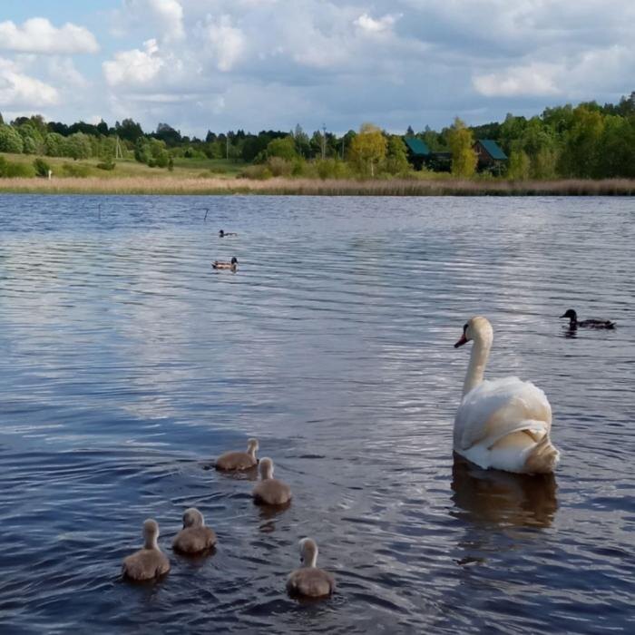 Птенцы появились у лебедей-шипунов в Изборске
Фото: Изборский музей-заповедник