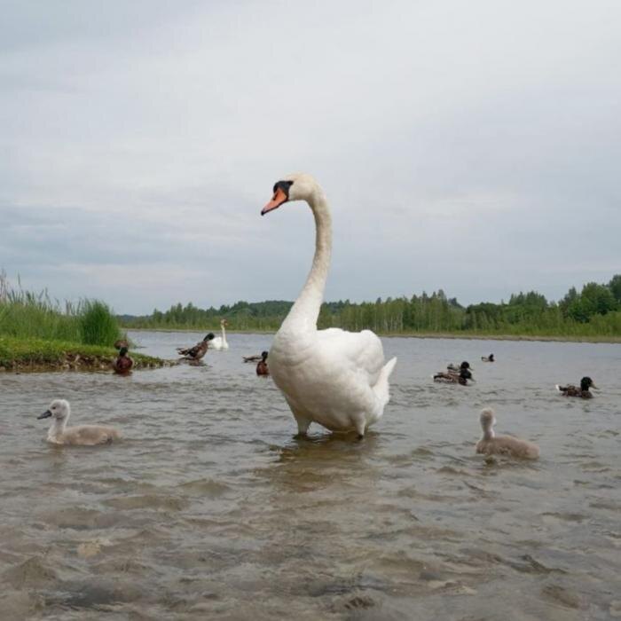 Птенцы появились у лебедей-шипунов в Изборске
Фото: Изборский музей-заповедник