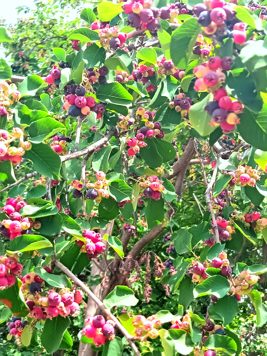 Ирга фото автора