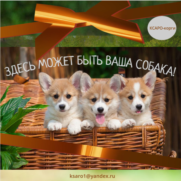 Присматривают семью Герань,Роза и Точик (домашние имена наших щенков)