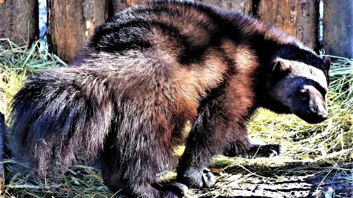     Источник: Зоосад «Приамурский» имени В. П. Сысоева