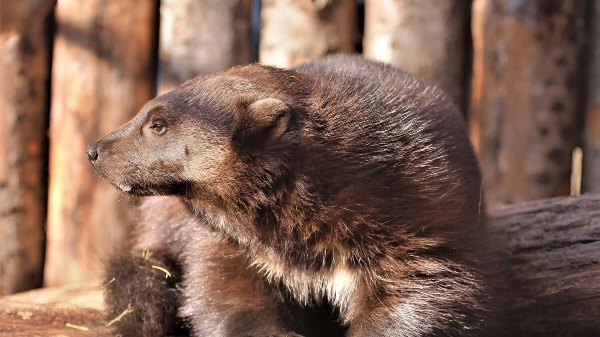     Источник: Зоосад «Приамурский» имени В. П. Сысоева