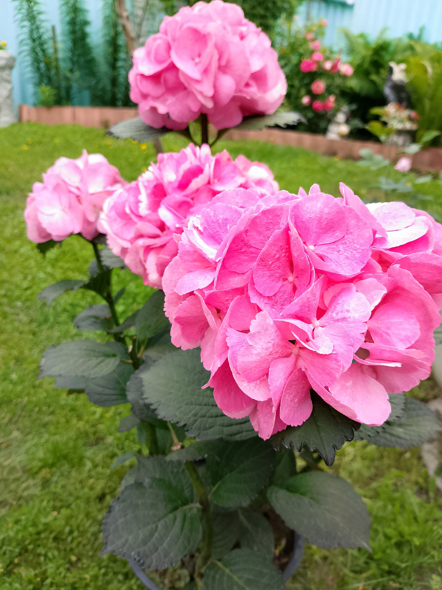 Фото автора канала Татьяна Время Вязать. Вязание и жизнь в деревне. Сестрёнка купила "Гортензию"😍