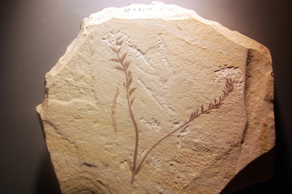    Archaefructus — одно из древнейших известных цветковых растений (ранний мел, около 125 млн лет назад). Фото: commons.wikimedia.org