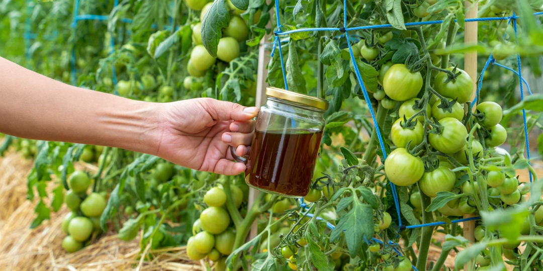 Помидоры все в плодах с 1 по 7 кисть: чтобы все цветочки завязались, кормлю всё лето суперподкормкой
