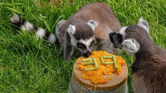    Фото: guinnessworldrecords.com