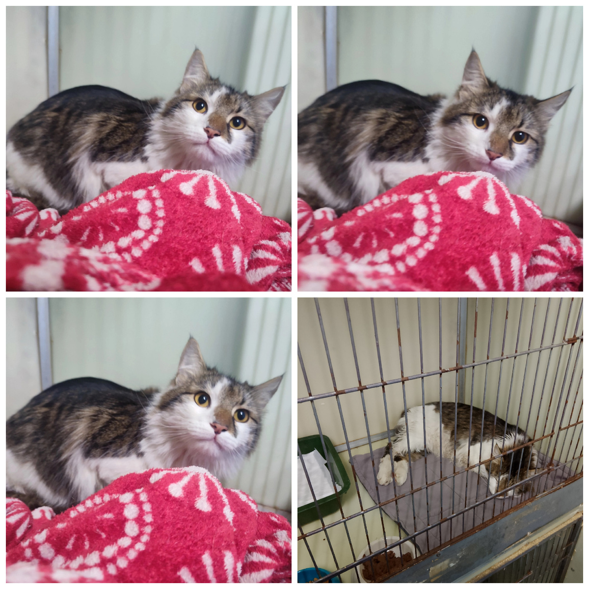 Красавца Мартинеза нашли на улице.