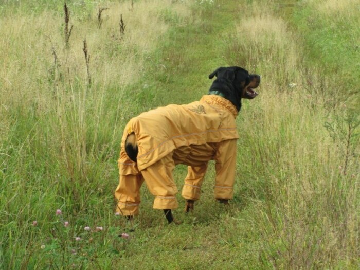 Страдают все. /Фото: litmarket.ru.