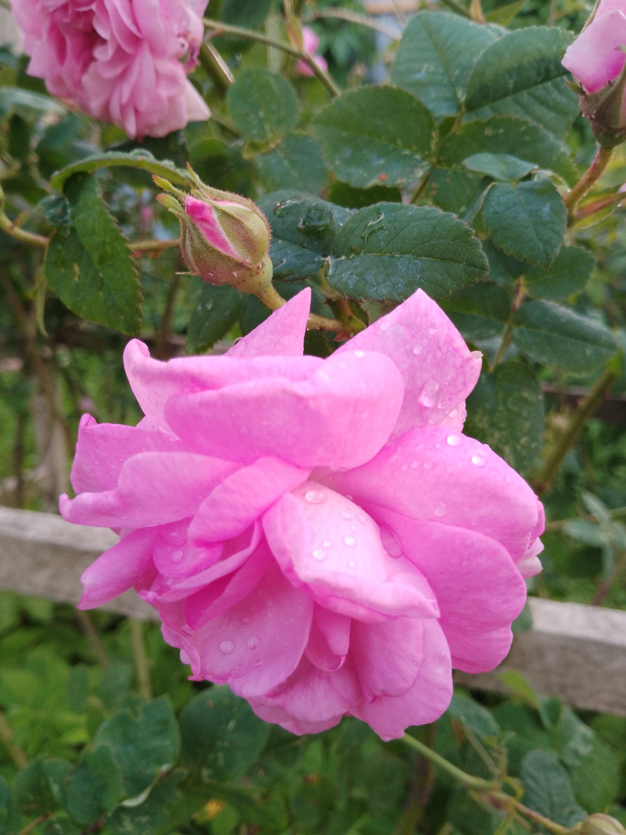 Июнь, загородом жизнь