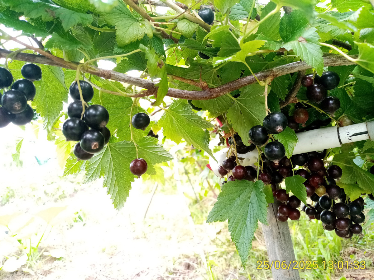 Сорт Деликатесная