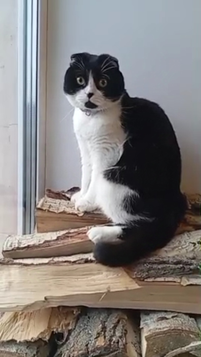 Лесной кот Уголёк 
