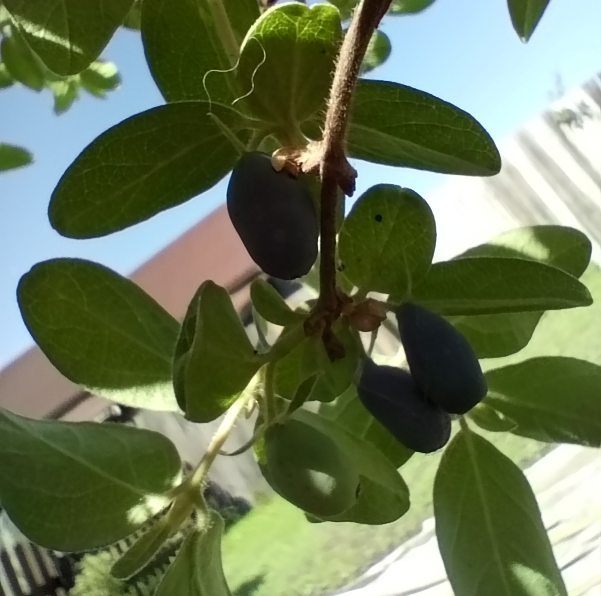 Первая ягода!!! 