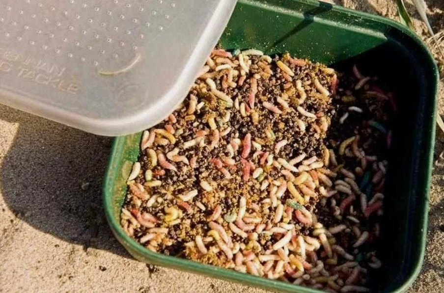 Опарыш для рыбалки. Источник фото tgstat.ru