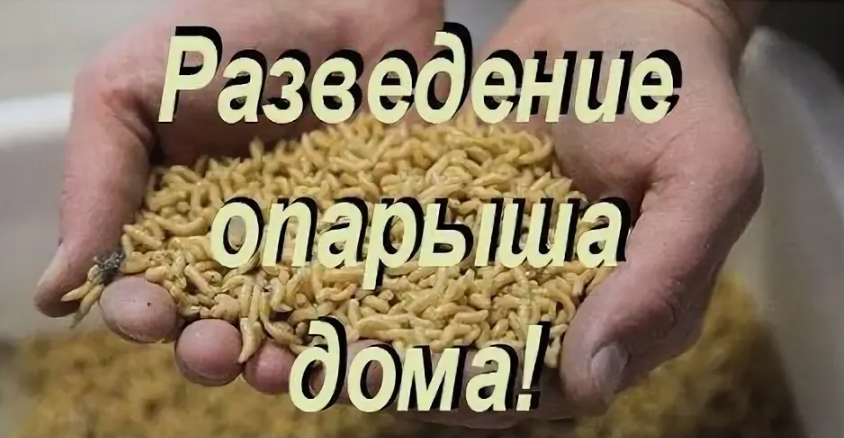 Разведения опарыша дома. Источник фото tr.pinterest.com