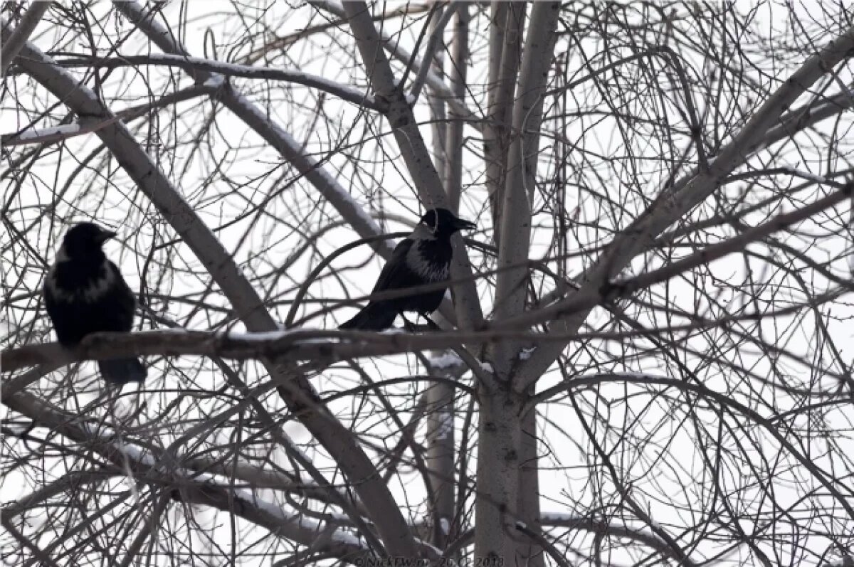    Орнитолог Коблик рассказал, как вести себя при нападении ворон