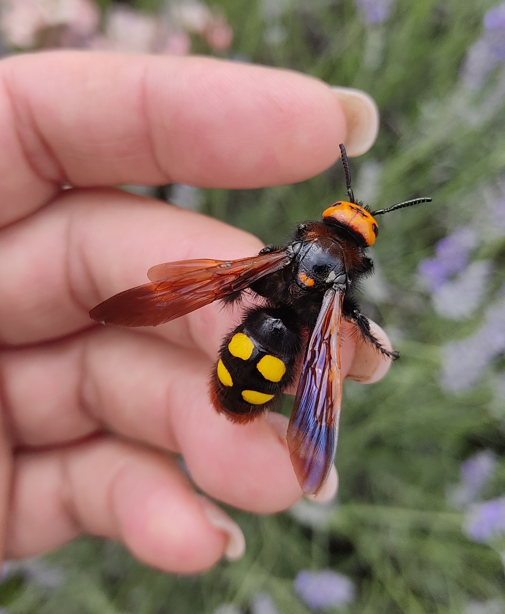 Сколия гигантская