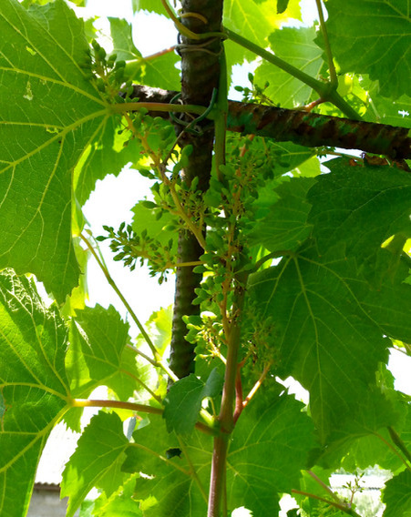 Закончил цветение кишмиш Юпитер.