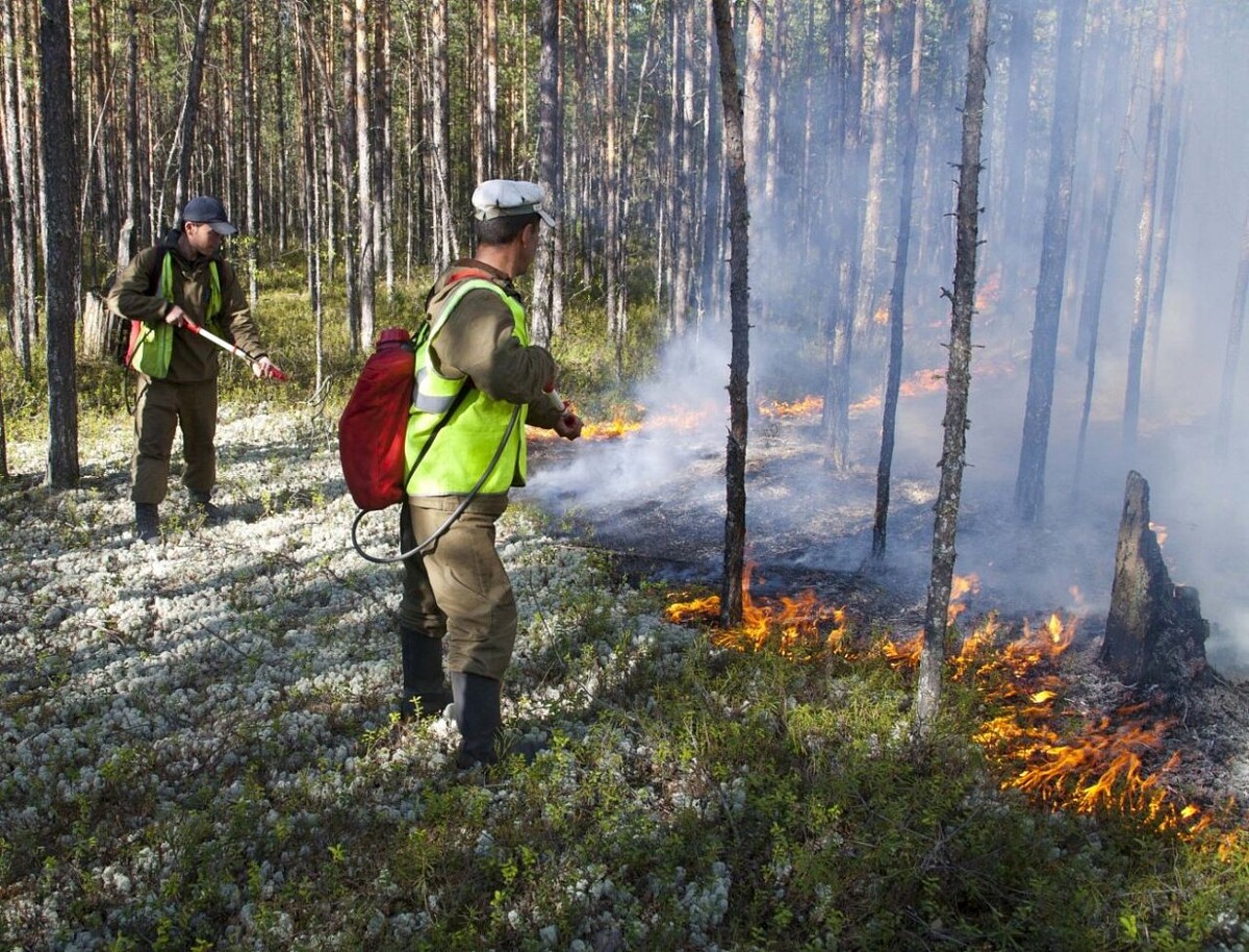    Главные поджигатели – грозы
