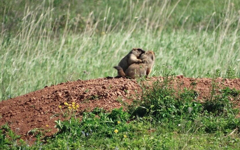    Летний учет сурка-байбака стартовал в Удмуртии