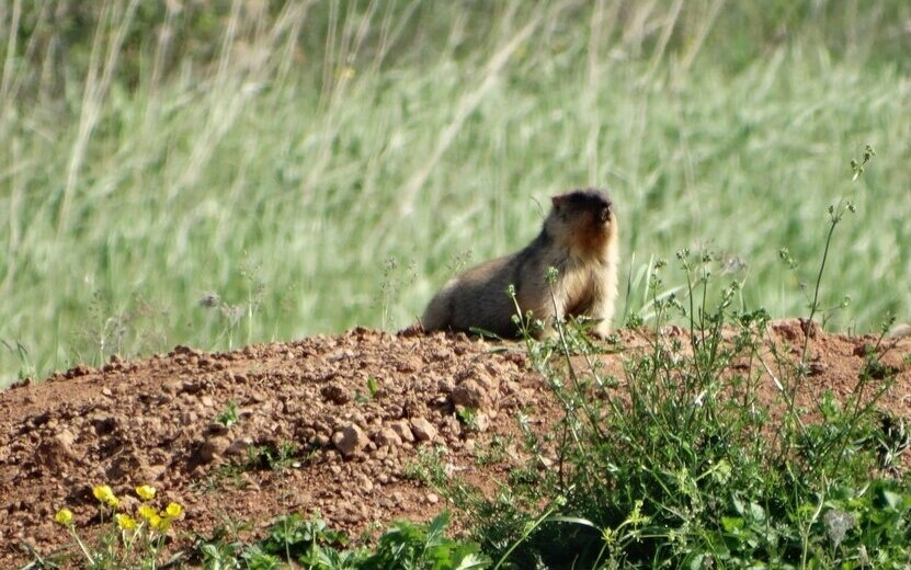  Фото: t.me/MinprirodyUR