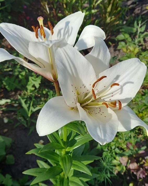 Фото дня. Лилии от мамы