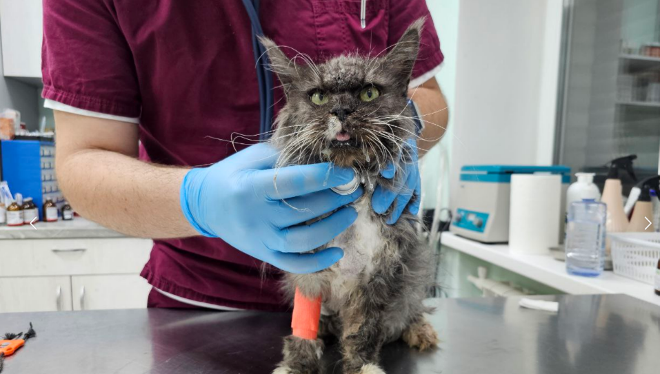 Соня у врача