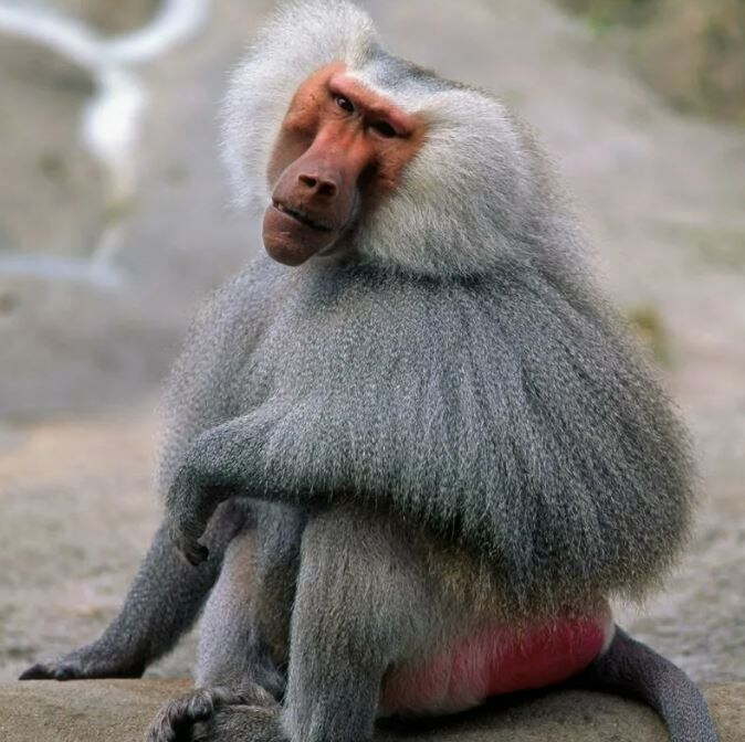 Сокол - точно не павиан))