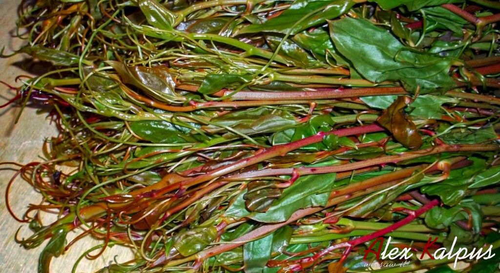 Экала, растение с вьющимися стеблями, острыми шипами и нежными молодыми побегами известно также как сассапариль, смилакс или зимбилак. Грузия