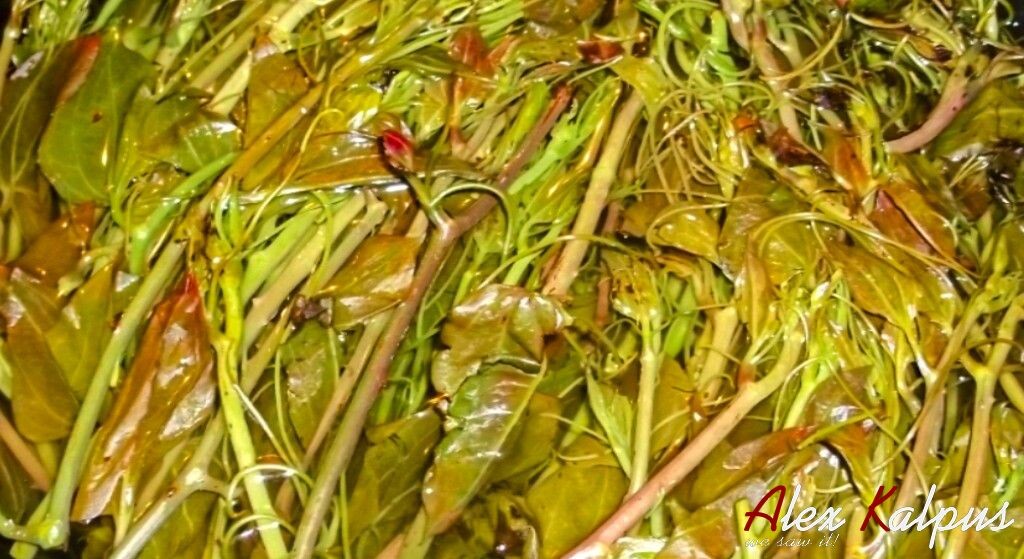 Экала, растение с вьющимися стеблями, острыми шипами и нежными молодыми побегами известно также как сассапариль, смилакс или зимбилак. Экала варится.