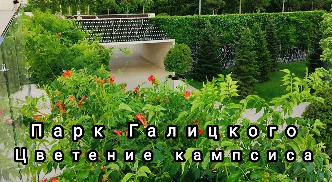 🌿🧡🌿🧡🌿🧡🌿🧡🌿🧡🌿🧡🌿🧡🌿