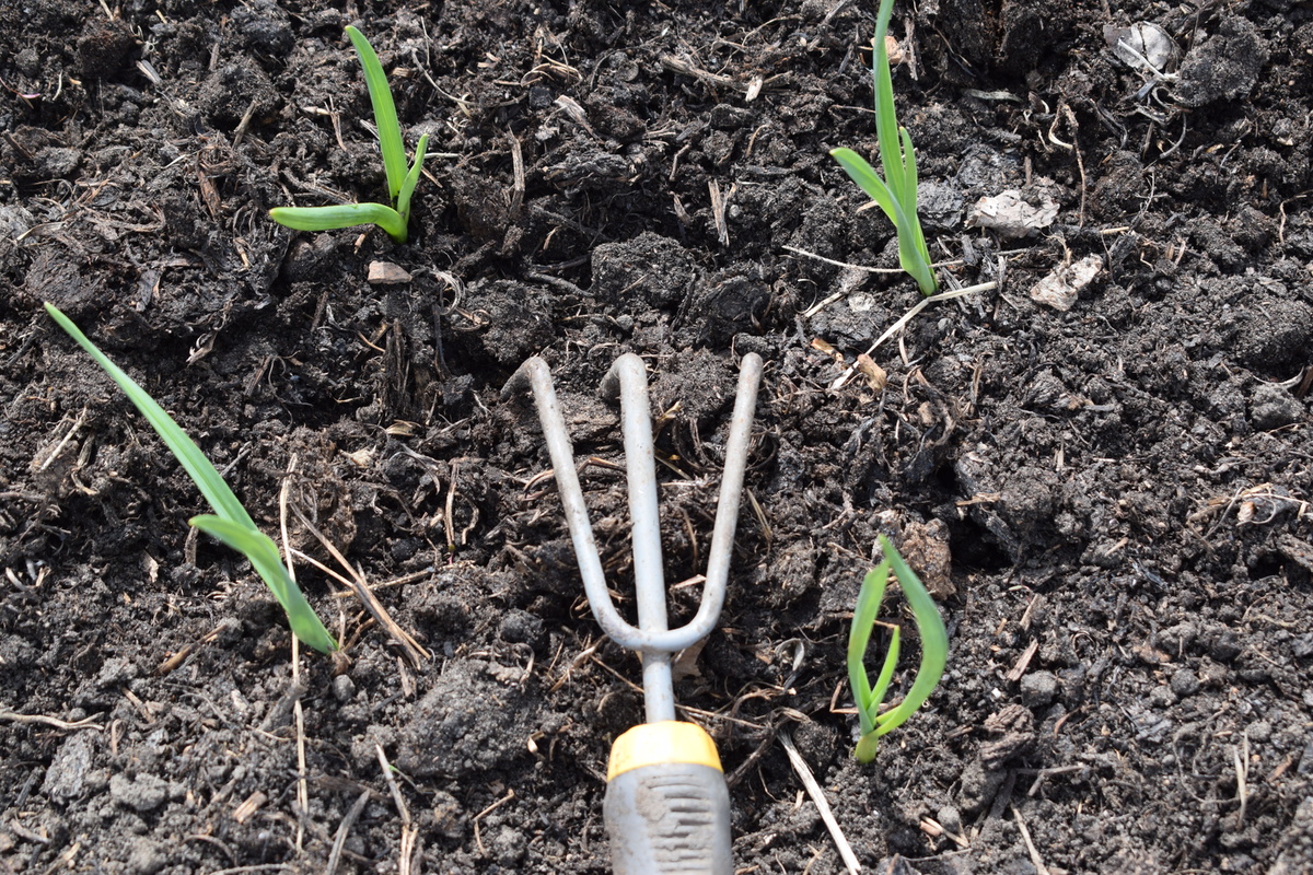 обязательно грядки со всходами чеснока рыхлю(фото автора0