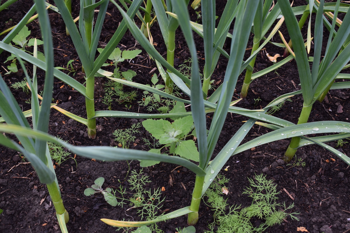 сорняки тоже подросли вместе с чесноком(фото автора)
