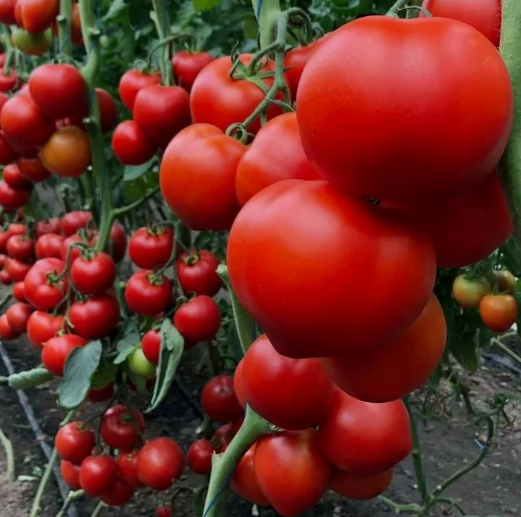 Много томатов