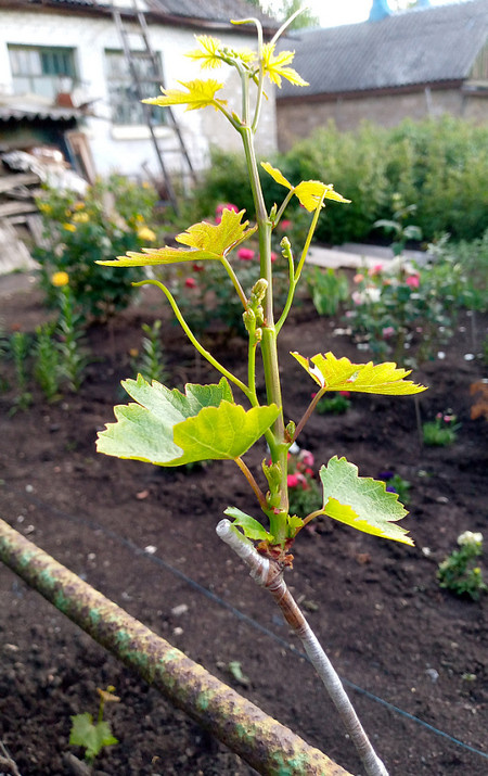 Первая прививка.