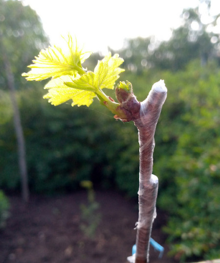 Вторая прививка.