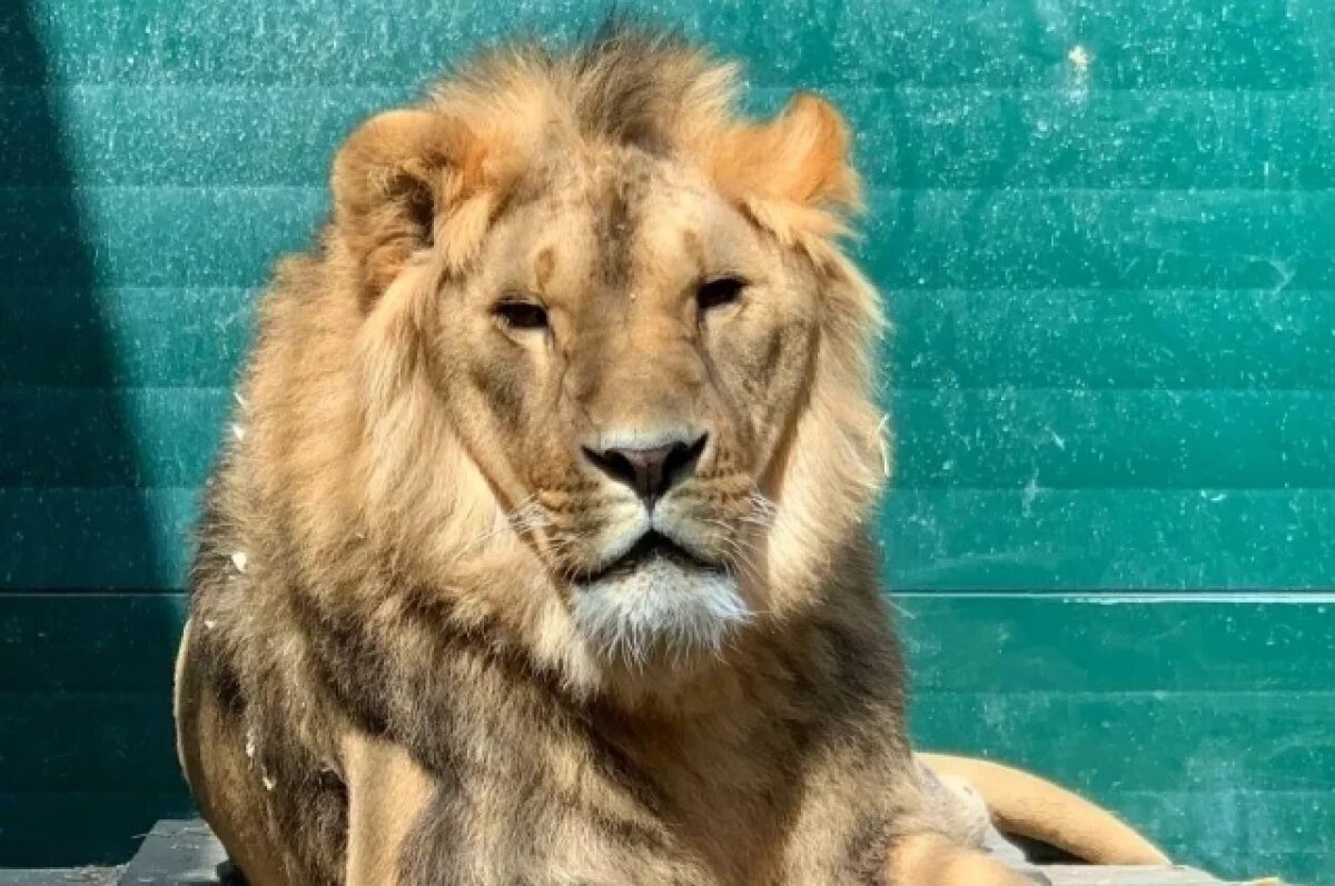    Красавец лев Фортис любит поваляться на солнышке.