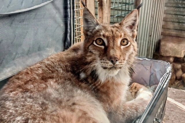    Рысь Руни грелась на солнышке прямо в чемодане. Фото: Иркутский зоопарк
