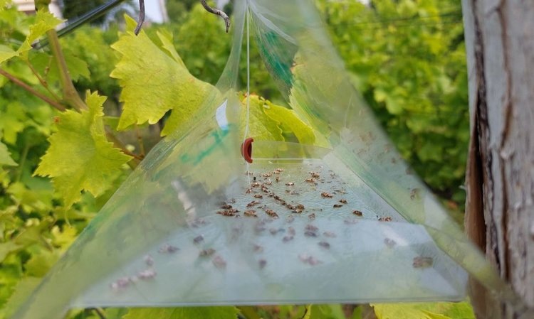    Фото: Давид Корани