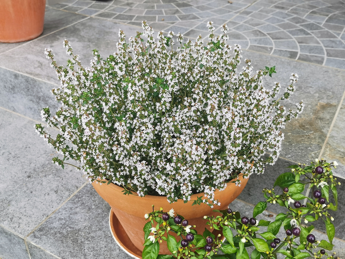 Тимья лимоннопахнущий