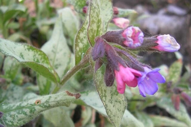    Почему медуница меняет цвет?