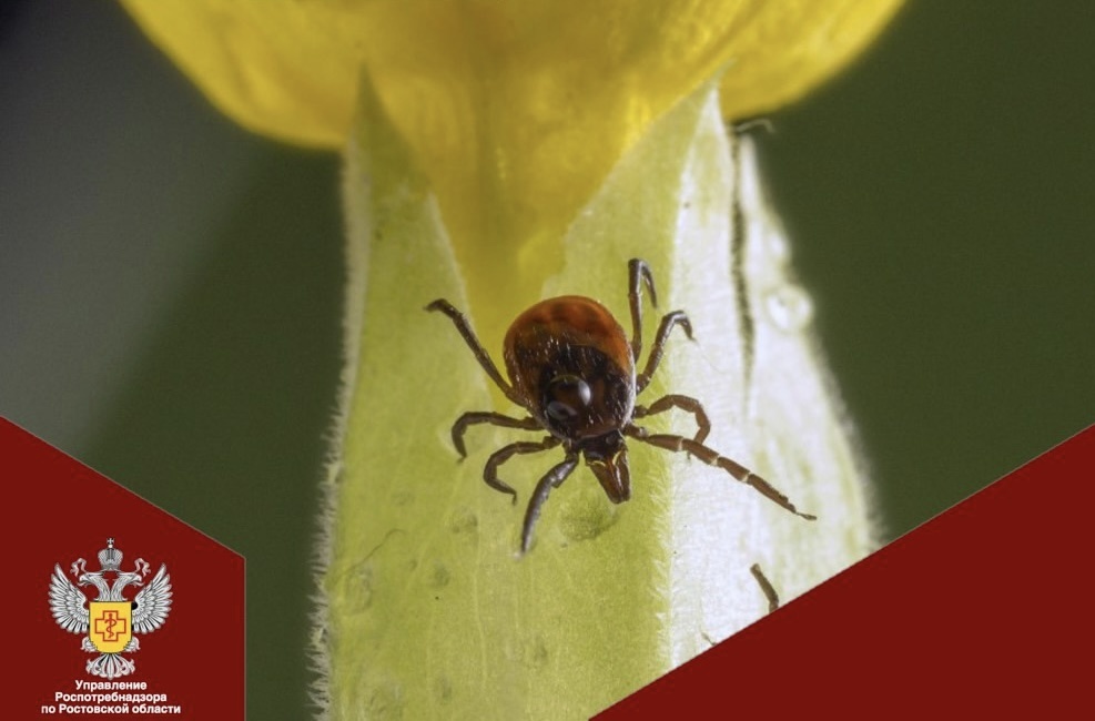    Фото: управление Роспотребнадзора по Ростовской области Редактор