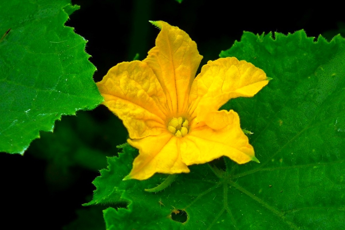    Фото: MrGajowy3 / Pixabay.com