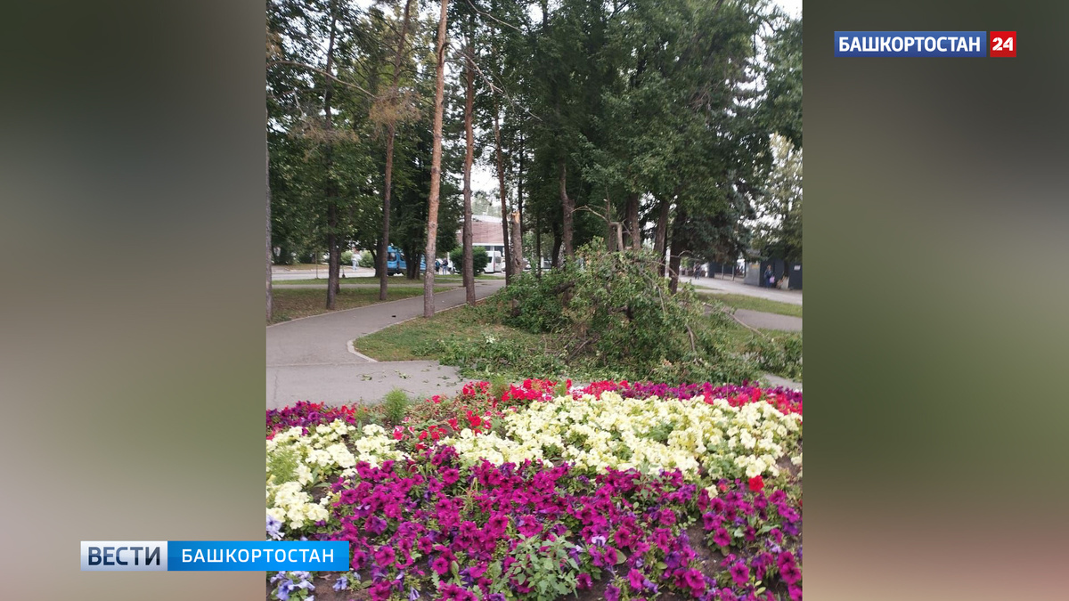    В Уфе на женщину рухнуло дерево