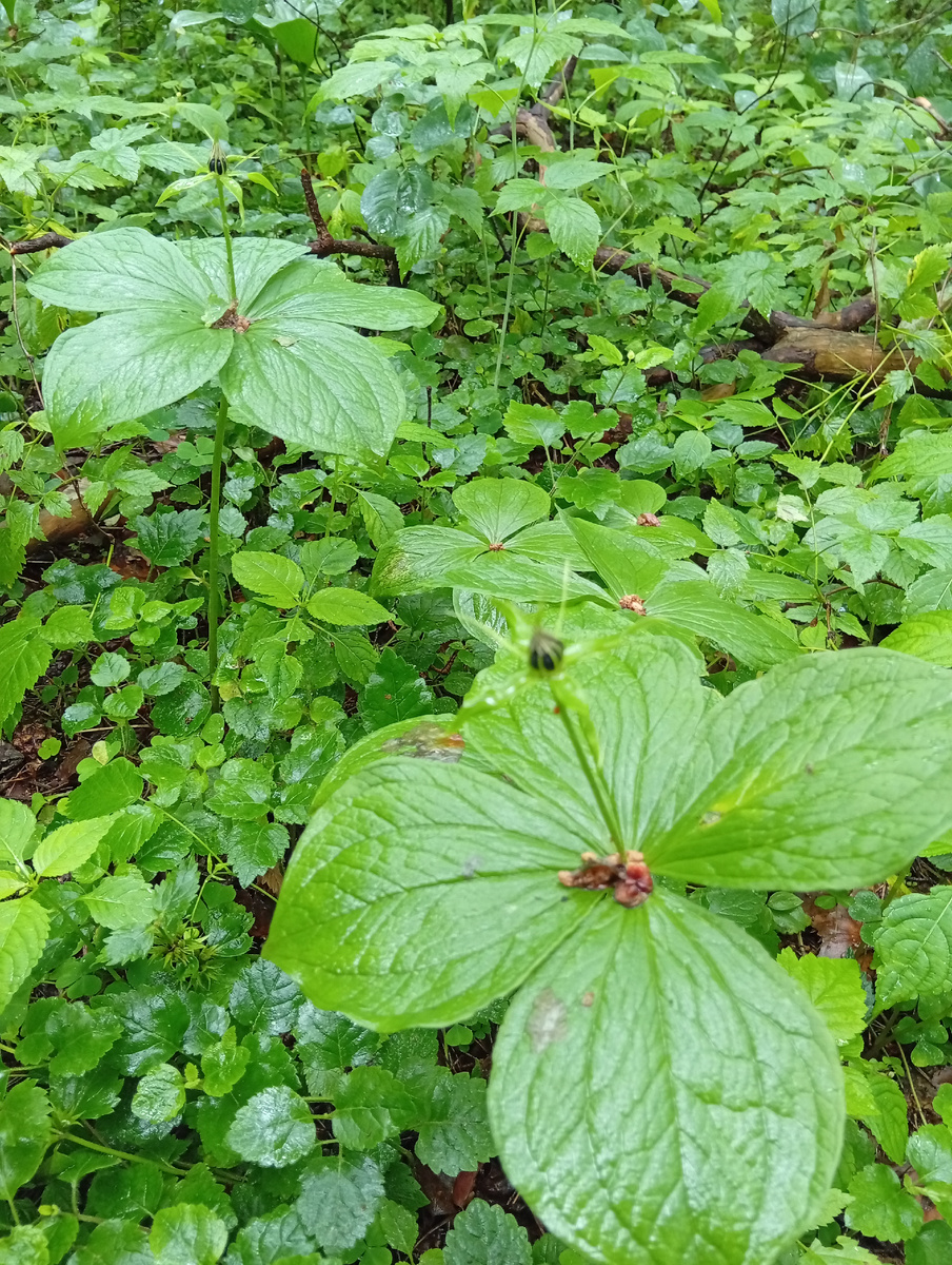 Он очень ядовит. Всё растение.