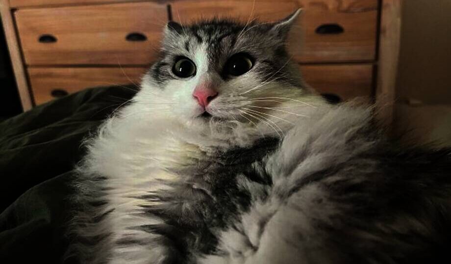 15 забавных кошек, которые выглядят очень раздраженными